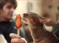image of ice_lolly