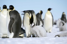 image of animal