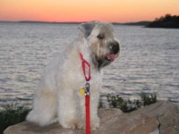 image of soft_coated_wheaten_terrier