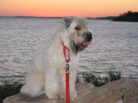 image of soft_coated_wheaten_terrier #20