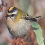 image of bird