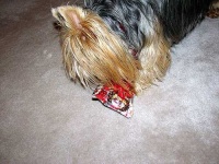 image of australian_terrier