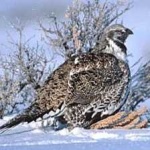 image of bird