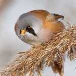 image of bird