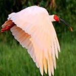 image of asian_crested_ibis #3