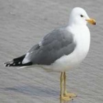 image of bird