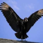 image of bird