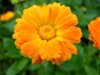 image of flower