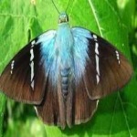 image of animal