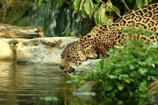 image of jaguar_car