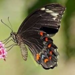 image of animal
