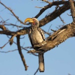 image of hornbill