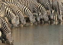 image of zebra #2