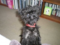 image of affenpinscher