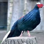 image of bird