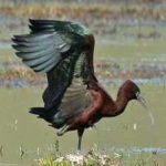 image of bird