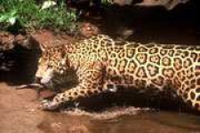 image of jaguar_car