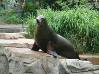 image of sea_lion