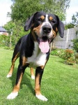 entlebucher