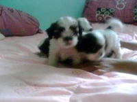 image of shih_tzu