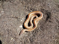 image of snake #16