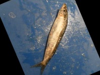 image of fish