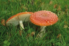 image of agaric