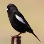 image of bird