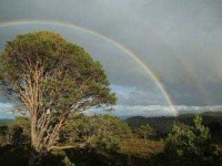 image of tree