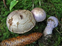 image of mushrooms