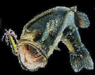 image of animal
