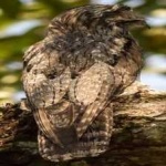 image of bird