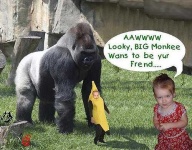 image of gorilla