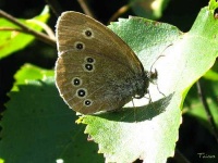 image of ringlet