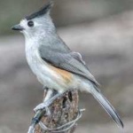 image of bird