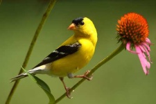 image of goldfinch