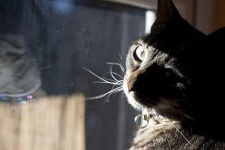 image of egyptian_cat