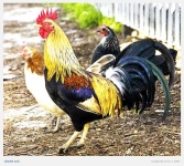 image of cock