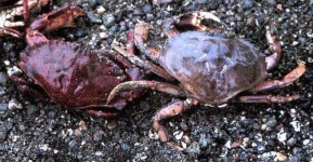 image of rock_crab