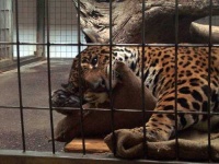 image of jaguar_car
