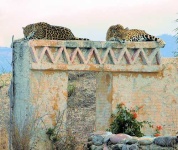image of jaguar_car