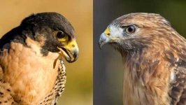 image of falcon