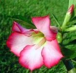 image of flower