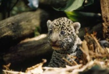 image of jaguar_car