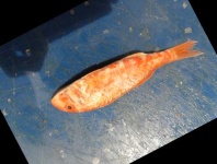image of fish