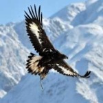 image of bird