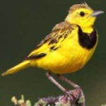 image of bird