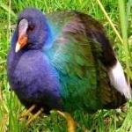 image of bird