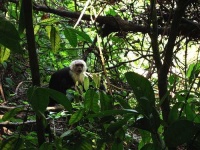 image of capuchin