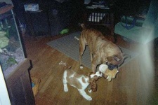 image of welsh_springer_spaniel